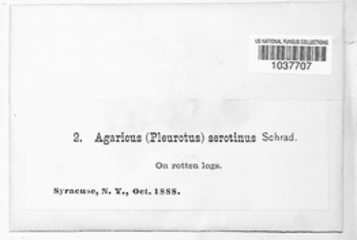 Agaricus serotinus image